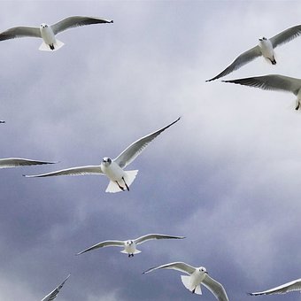 Free Bird Gull photo and picture