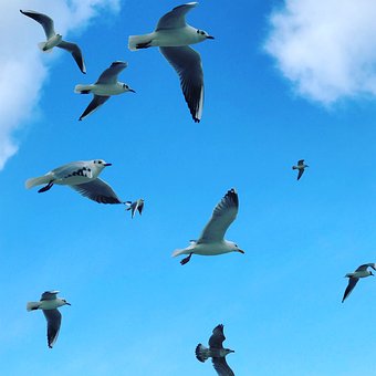 Free Bird Gull photo and picture