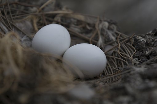 Reir, Mat, Natur, Påske, Fugler
