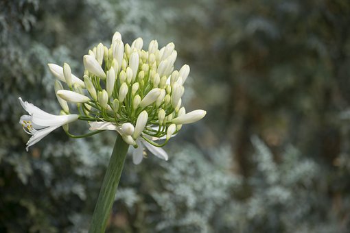 Natur, Anlegg, Blomst, Utendørs, Gress