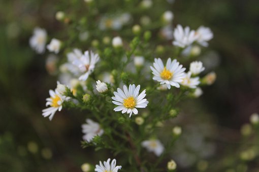 Free Nature Flower photo and picture