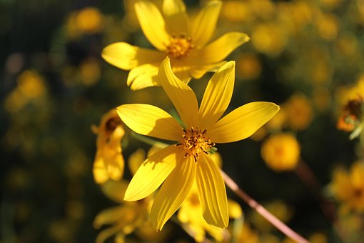 Free Nature Flower photo and picture