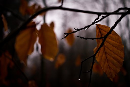 Blad, Tre, Natur, Falle, Branch, Anlegg