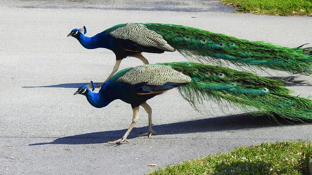 Free Bird Nature photo and picture