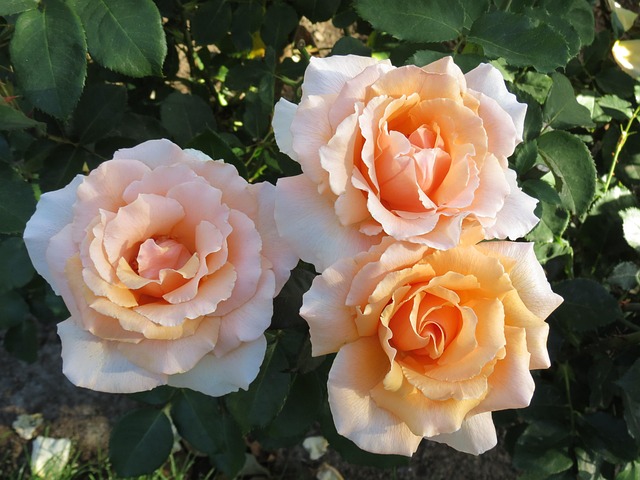 Free Rose Flower photo and picture