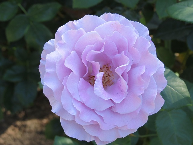 Free Flower Nature photo and picture
