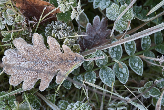 Natur, Pflanze, Blatt, Im Freien, Brina