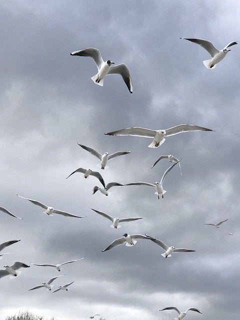 Free Bird Gull photo and picture