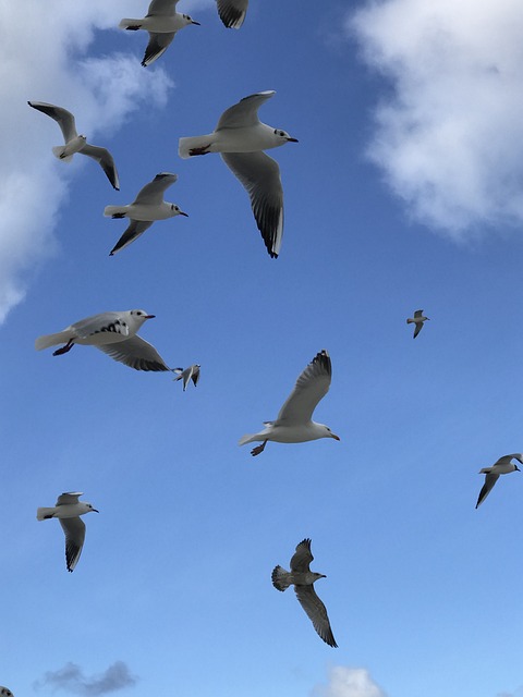 Free Bird Wildlife photo and picture