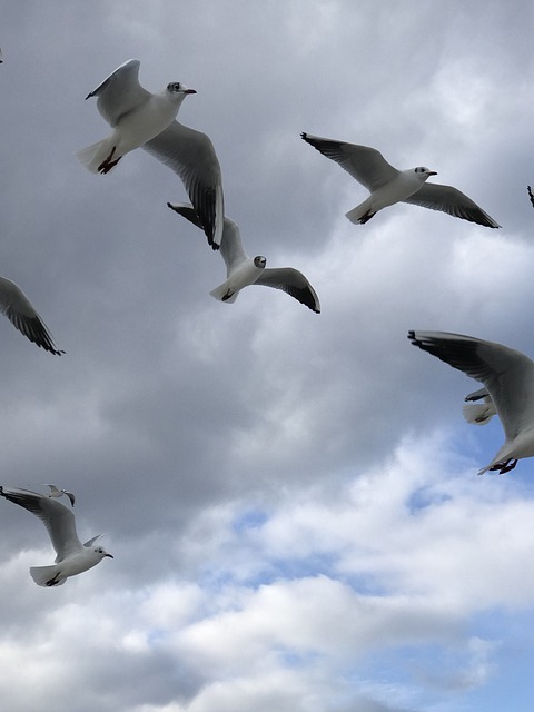 Free Bird Gull photo and picture
