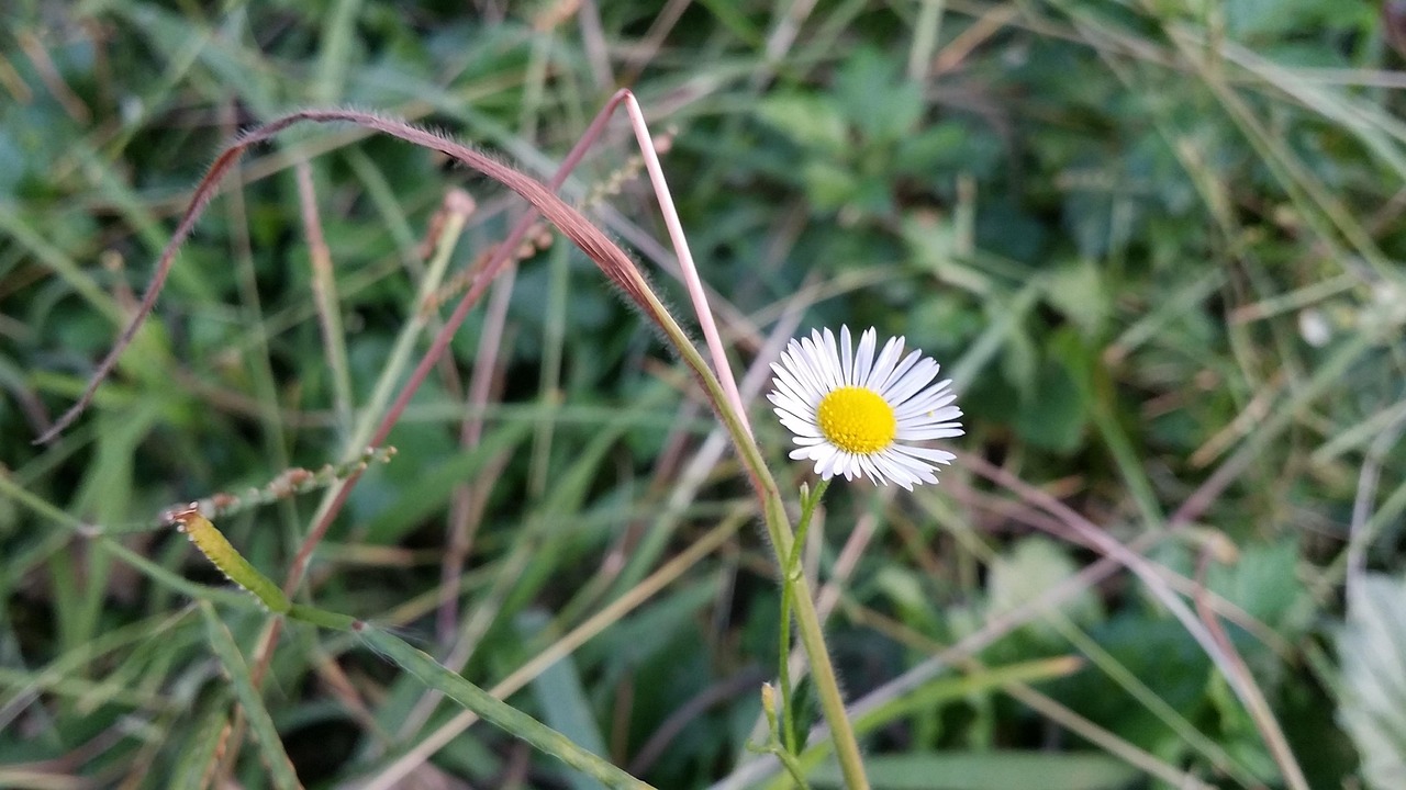自然 植物 夏 - Pixabayの無料写真