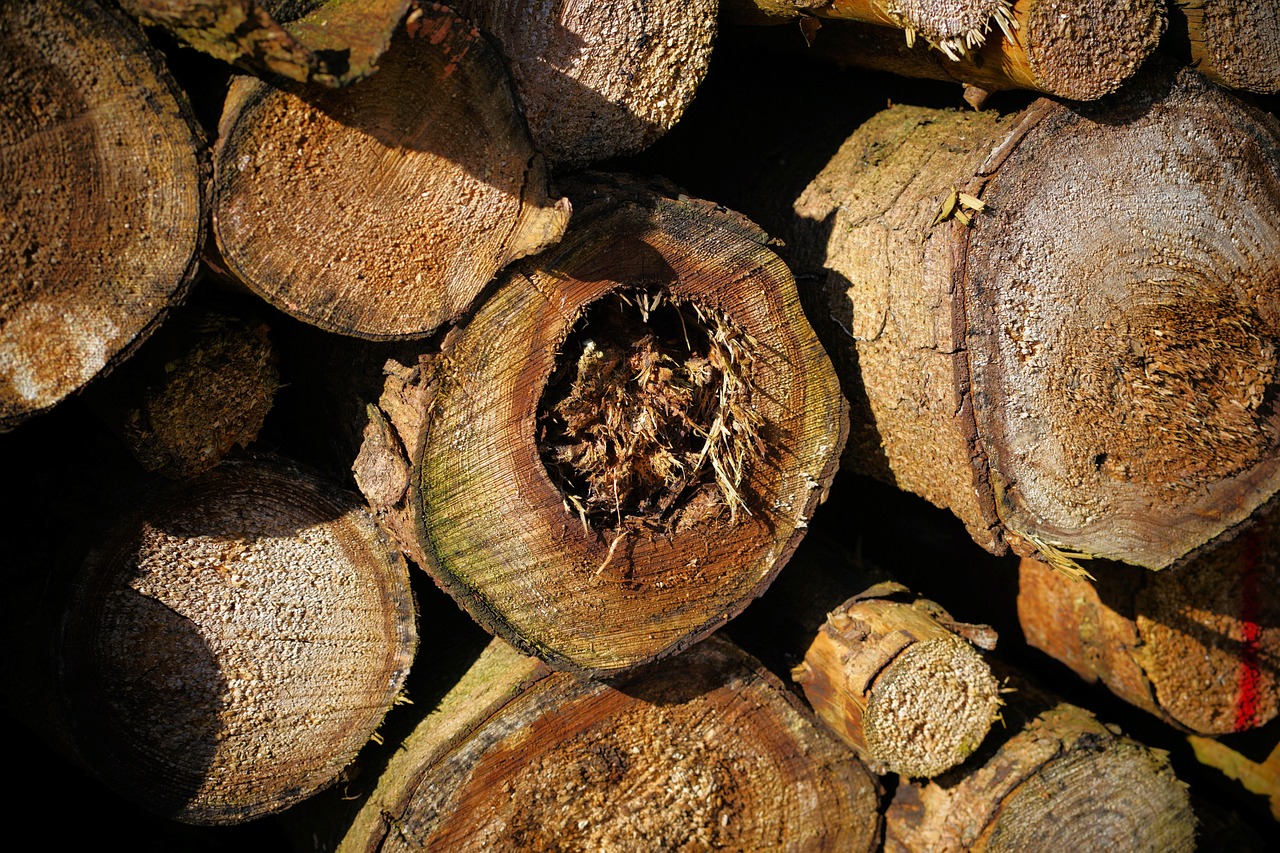 Tree Dried Section Section Dry Wood - Free photo on Pixabay - Pixabay