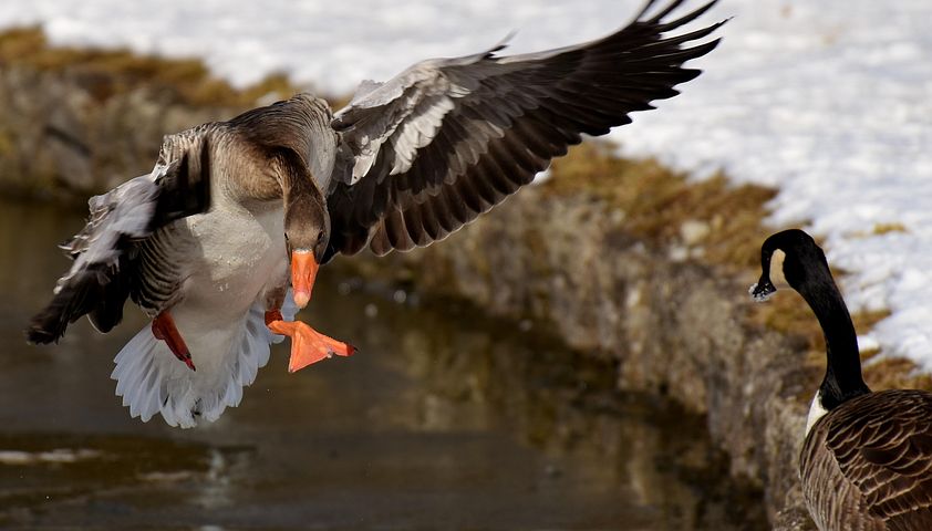 超过 500 张关于“Goose Head”和“鹅”的免费图片 - Pixabay