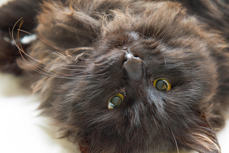Hewan Kucing Lucu Foto Gratis Di Pixabay