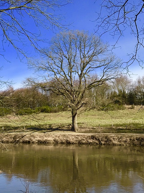 Free Nature Tree photo and picture