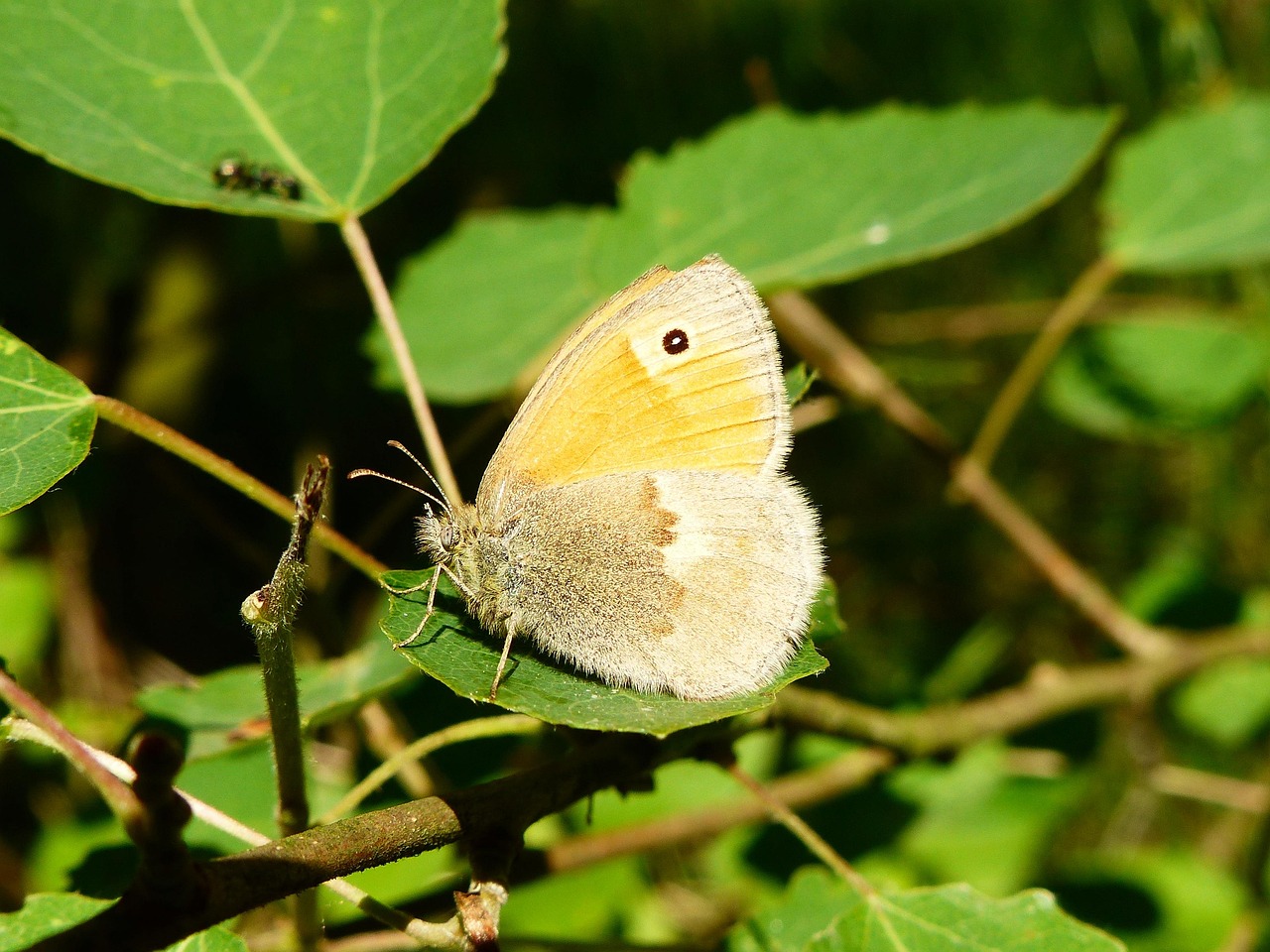 Out Site Insect Nature Outside Insect - Free photo on Pixabay - Pixabay