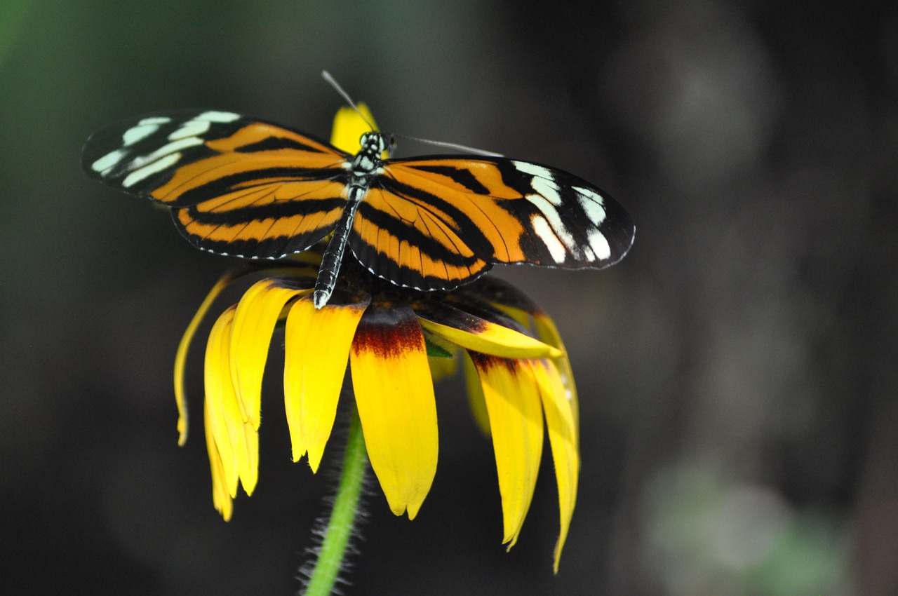 Nature Insect Butterfly - Free photo on Pixabay - Pixabay