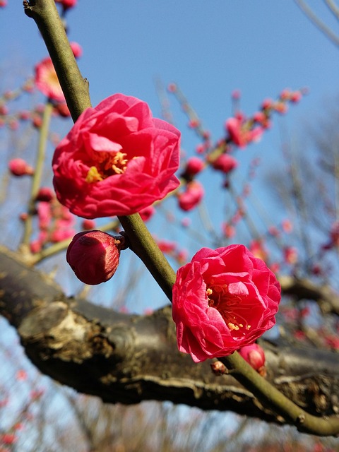 Florim Rama Flor Rama Naturaleza - Foto gratis en Pixabay - Pixabay