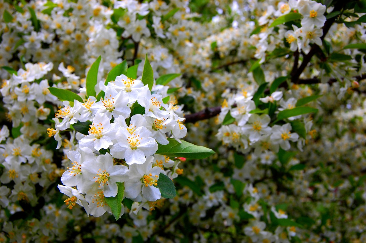 blomster-anlegget-naturlig-gratis-foto-p-pixabay-pixabay