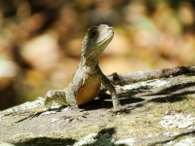 Free Nature Animal photo and picture