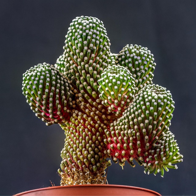 Free Nature Cactus photo and picture
