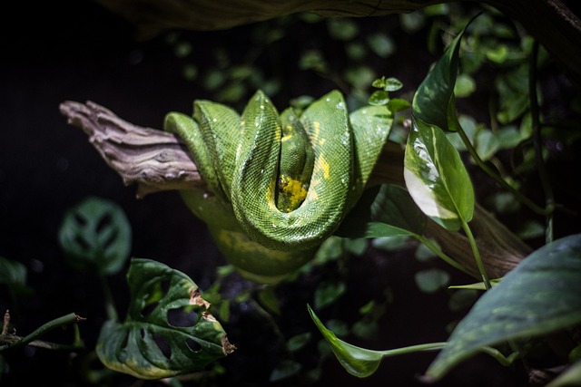 Free Leaf Nature photo and picture