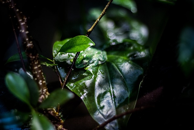 Free Leaf Outside photo and picture