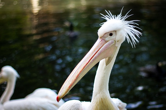 Free Birds Nature photo and picture