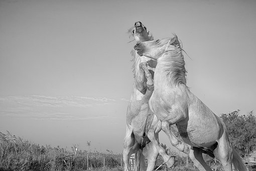 Kavallerie, Säugetier, Pferd, Standard