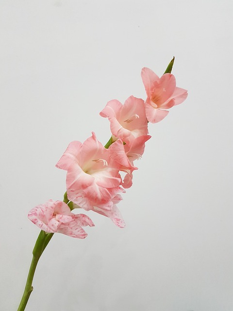 Blume, Natur, Pflanze