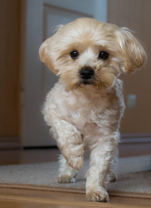 Dog House Pets Charming · Free photo on Pixabay