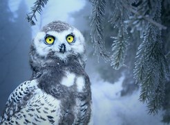 Owl, Snow, Snow Owl, Bird, Eyes