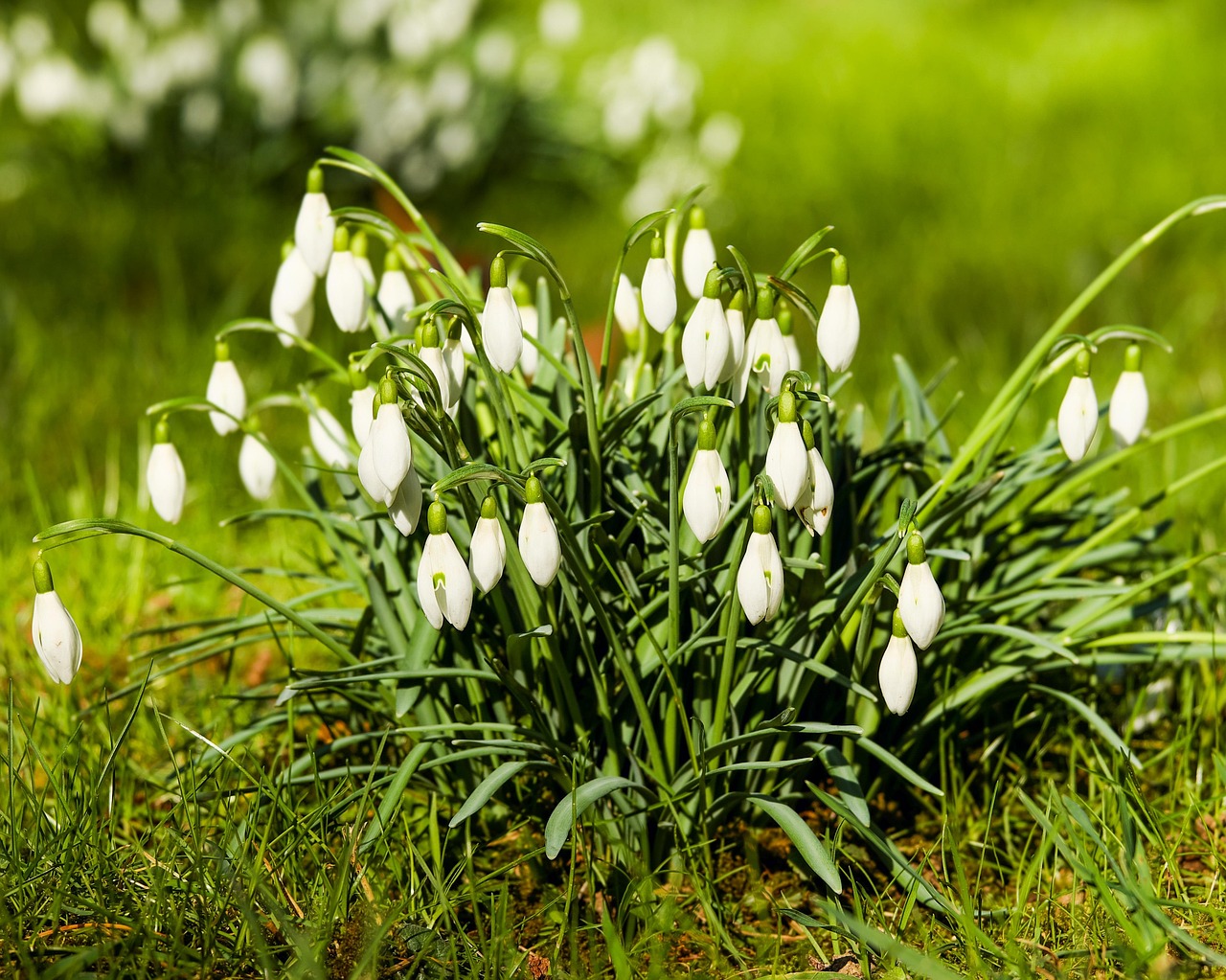 Schneeglöckchen Galanthus Blumen · Kostenloses Foto auf Pixabay