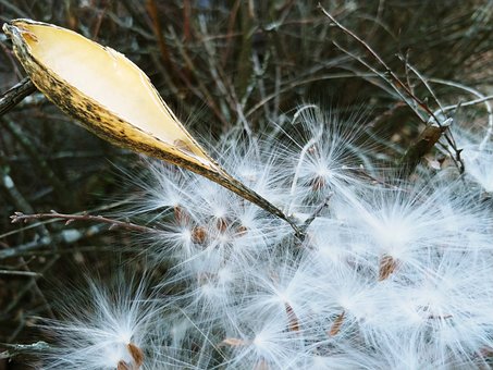 Free Milkweed Seeds photo and picture