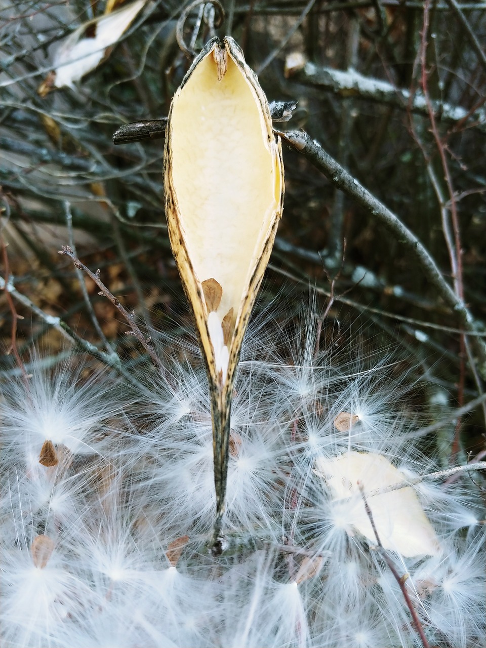 乳草 种子 牛奶杂草 - Pixabay上的免费照片 - Pixabay