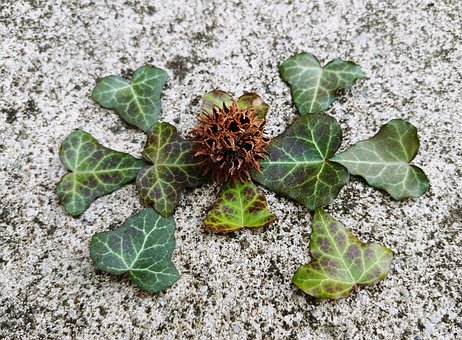 Free Sweetgum Tree Fruit Sweet Gum photo and picture