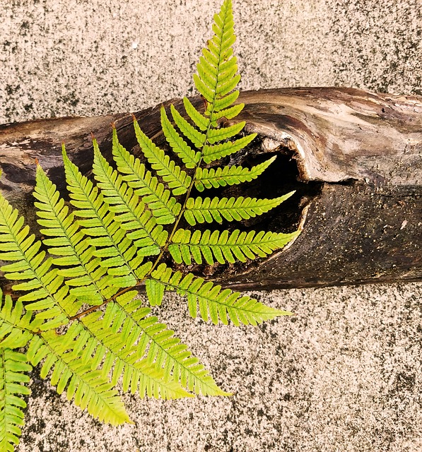 Free Fern Frond photo and picture