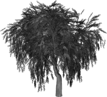 Free Weeping Willow Tree illustration and picture