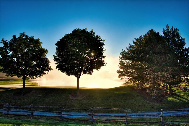 Free Tree Nature photo and picture