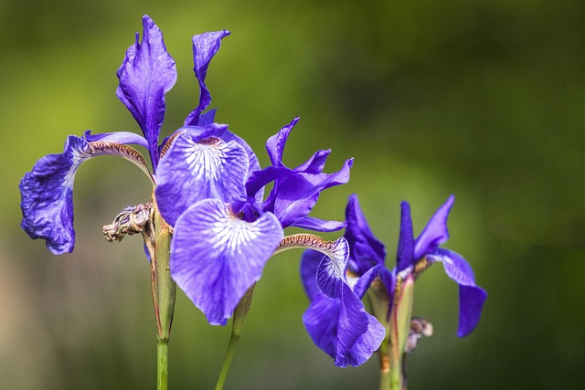 Free Flower Beautiful Flowers photo and picture