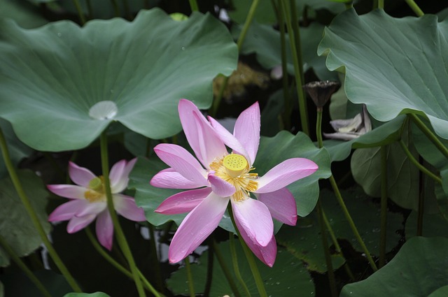 Free Plant Nature photo and picture