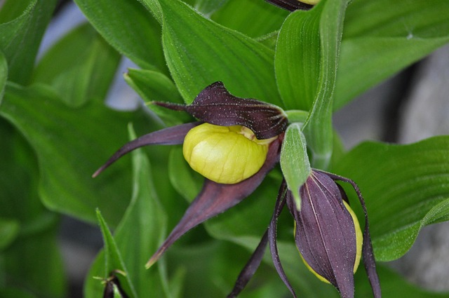 Free Leaf Nature photo and picture
