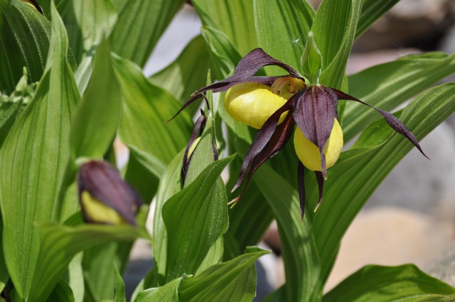 Free Leaf Nature photo and picture