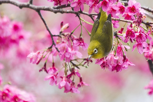 Free Cherry Blossoms White Eye photo and picture