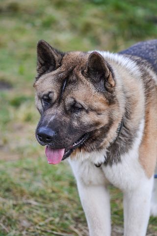10以上の無料アメリカン アキタ 犬画像