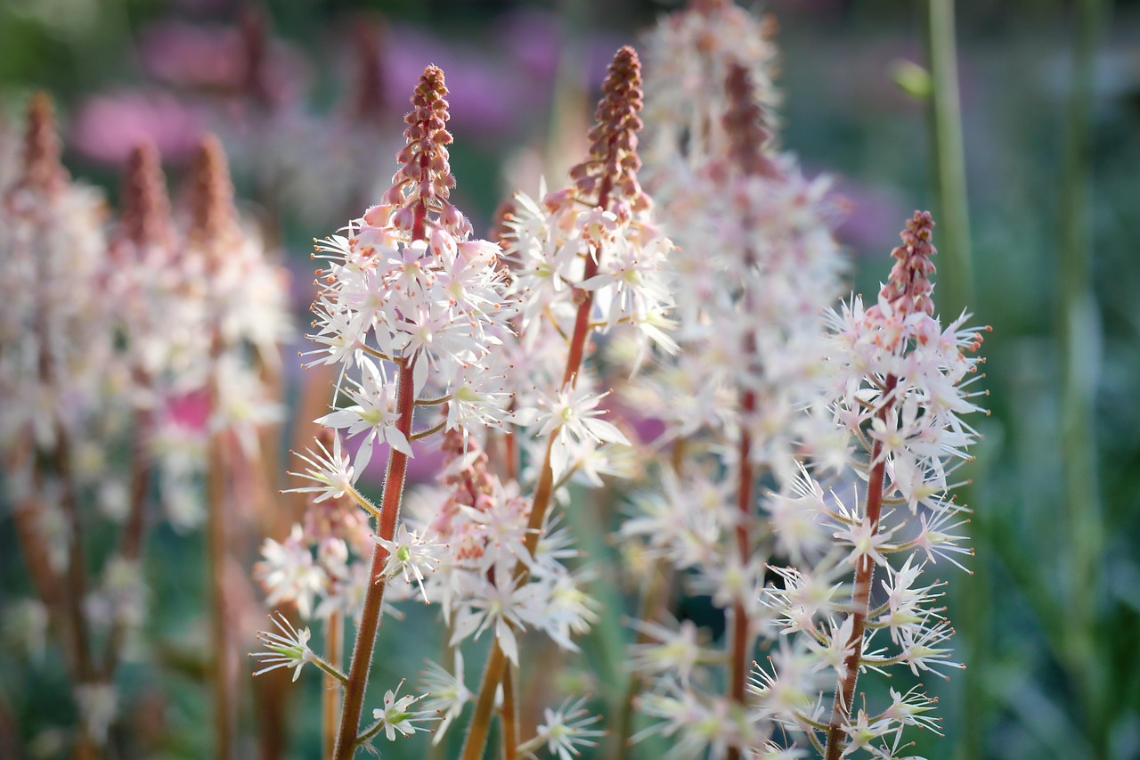 flower-3186219_1280.jpg
