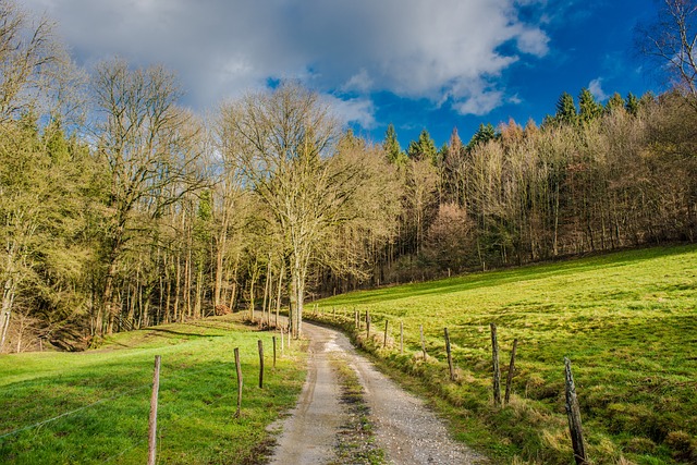 Free Tree Landscape photo and picture