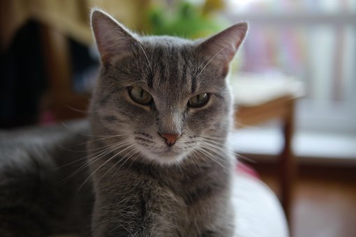 Free Cat Cute photo and picture