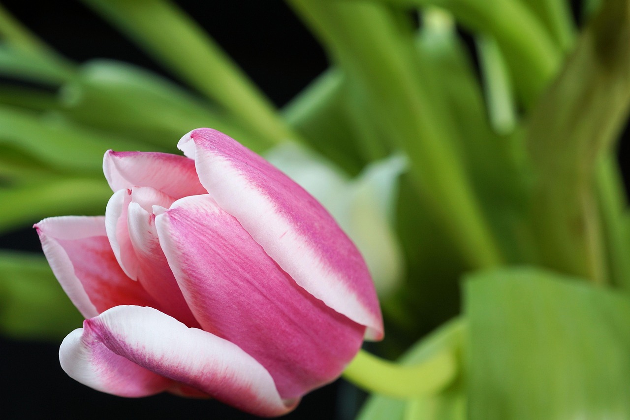 tulip-3186648_1280.jpg