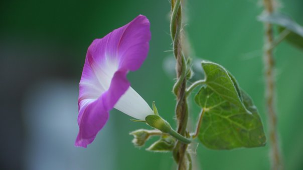 Free Flower Delicate Flower photo and picture
